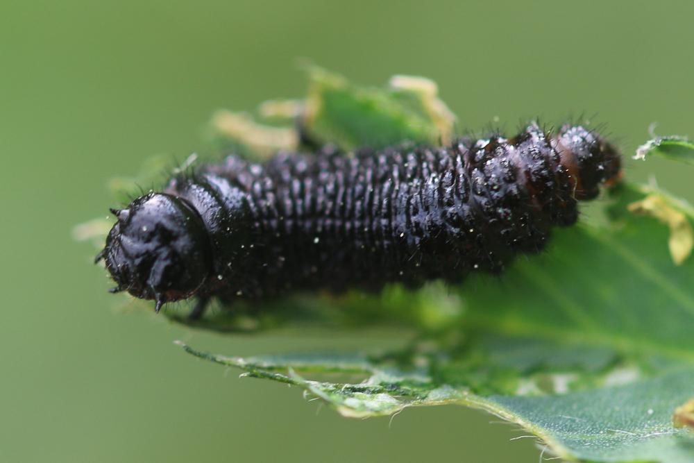 Colaspidema barbarum (Fabricius, 1792)