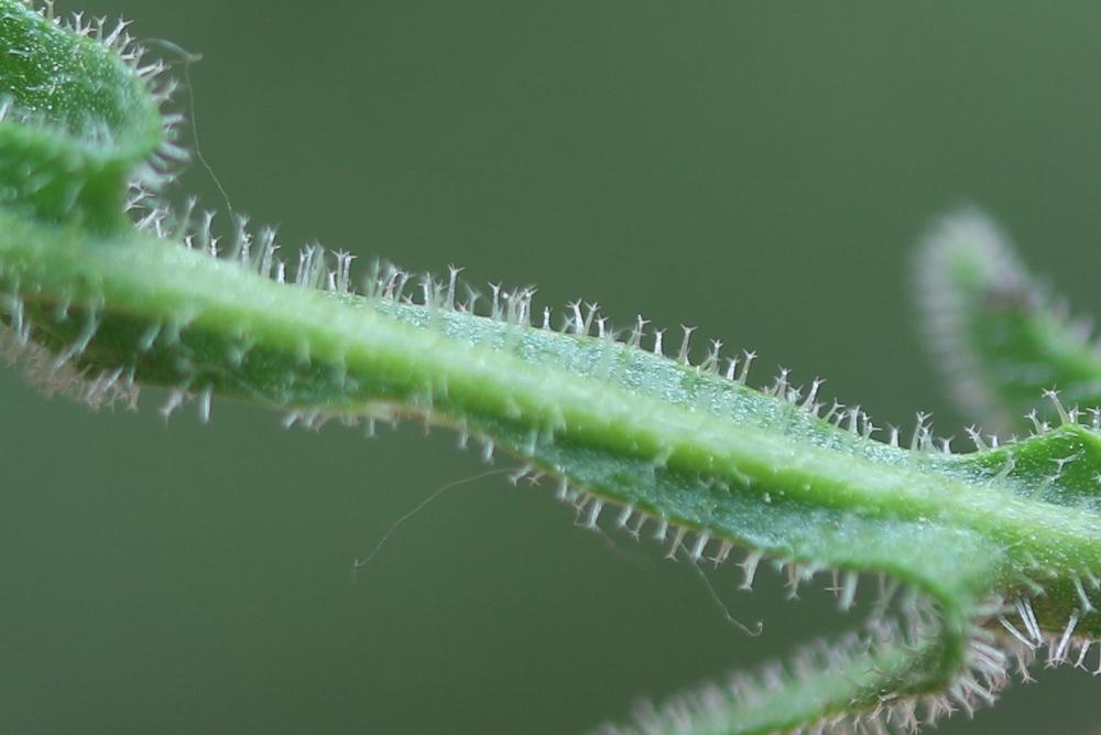 Liondent hispide Leontodon hispidus subsp. hispidus L., 1753