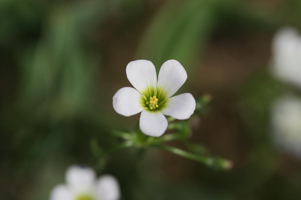 Oxalis en corymbe, Oxalis chétif Oxalis debilis Kunth, 1822
