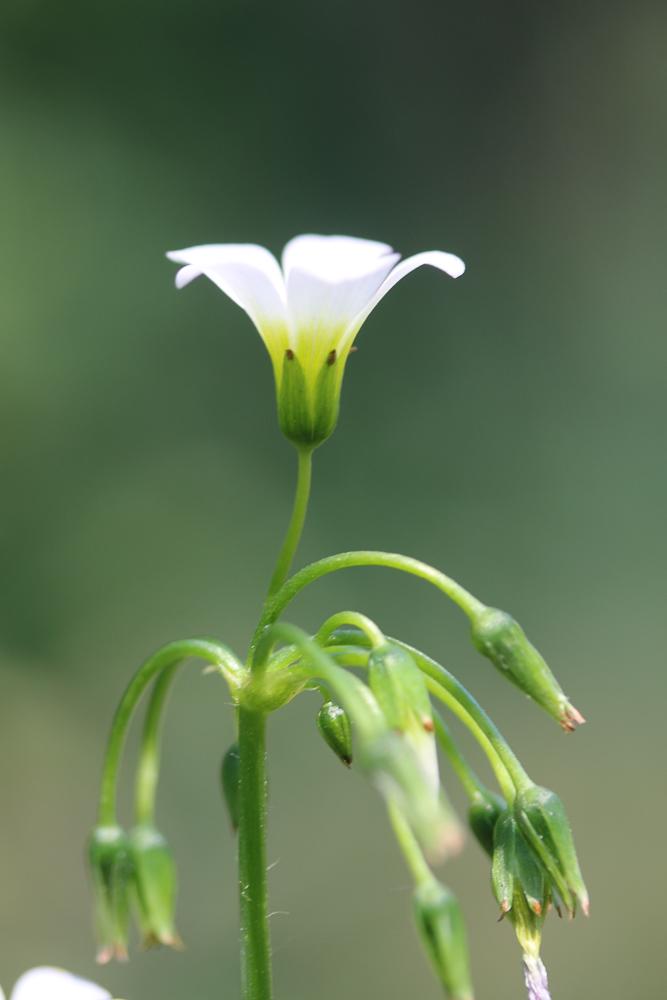 Oxalis en corymbe, Oxalis chétif Oxalis debilis Kunth, 1822