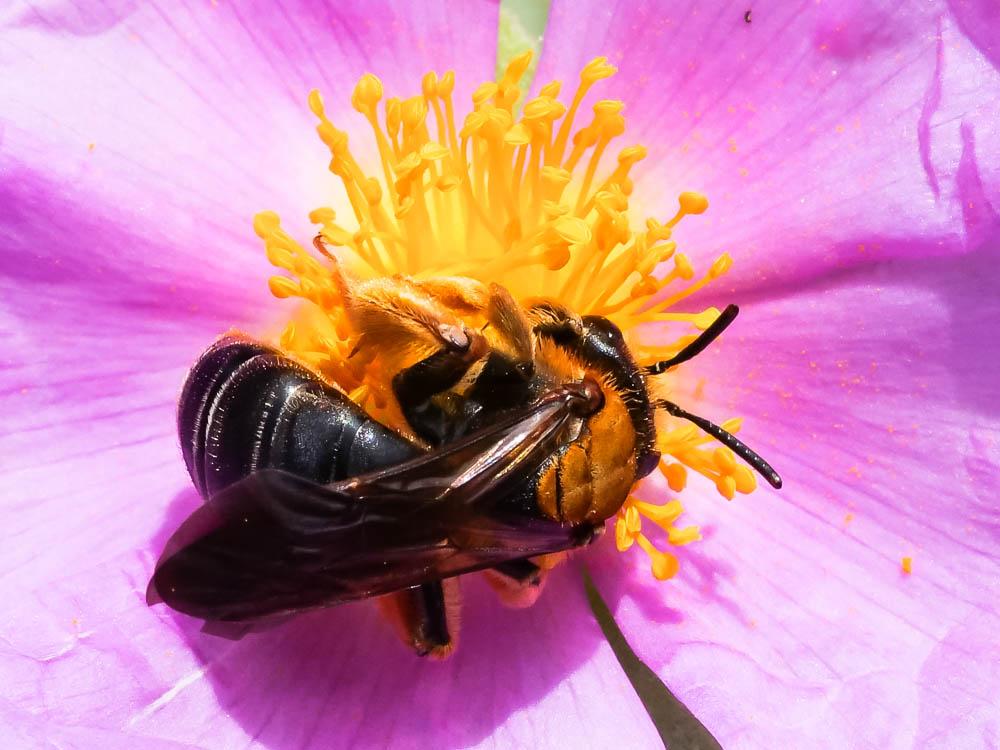 Andrena limbata Eversmann, 1852