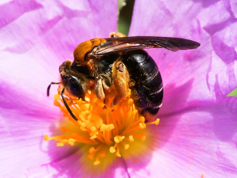 Andrena limbata Eversmann, 1852