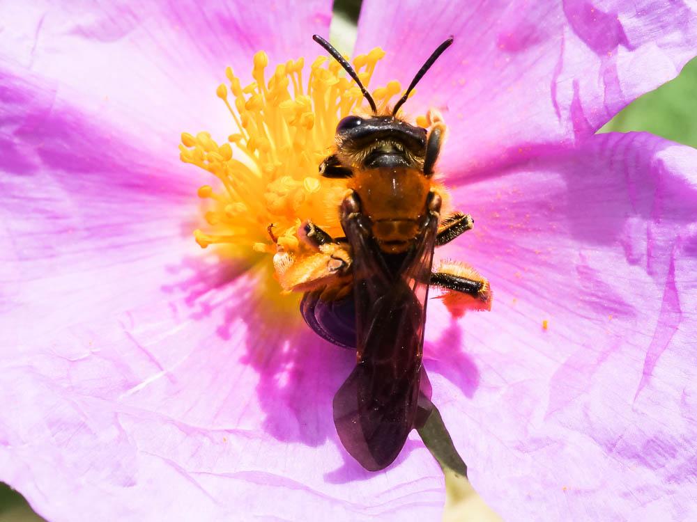 Andrena limbata Eversmann, 1852