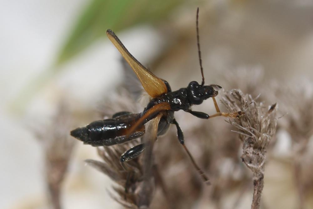  Oedemera simplex (Linnaeus, 1767)