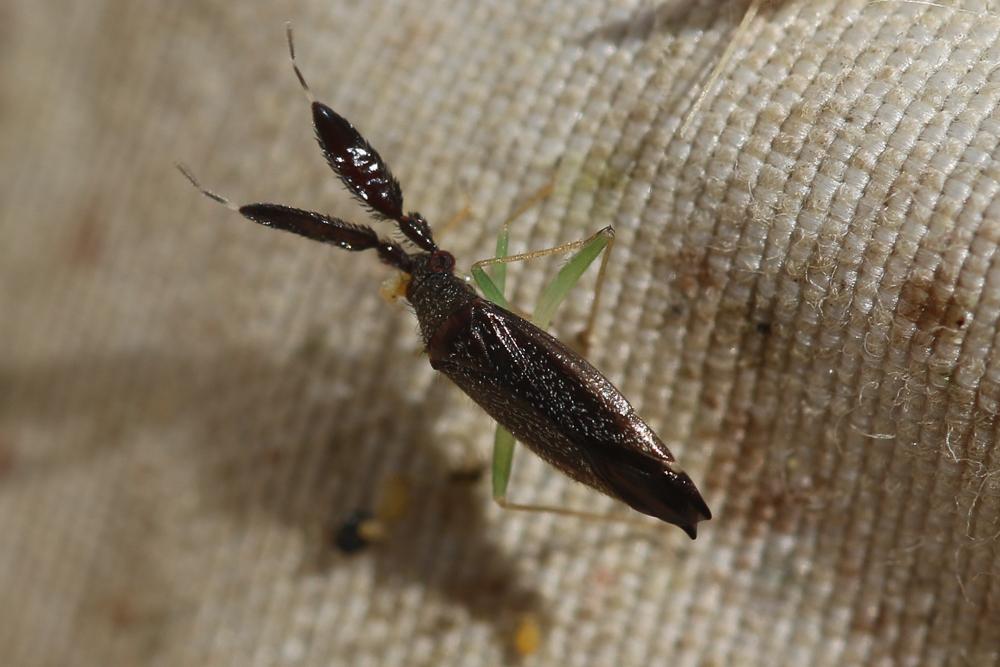 Heterotoma planicornis (Pallas, 1772)