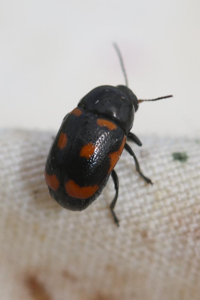Cryptocephalus sexpustulatus (Villers, 1789)