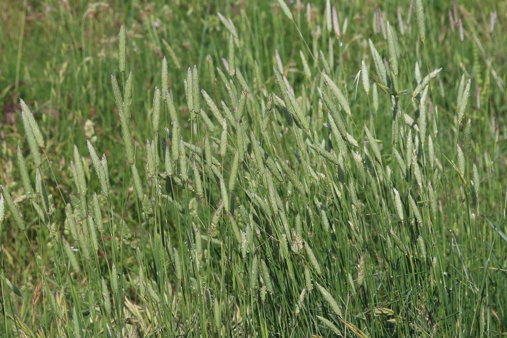 Alpiste bleuâtre Phalaris coerulescens Desf., 1798