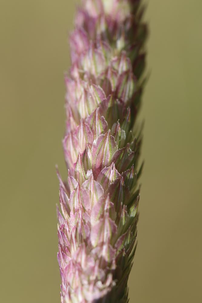 Alpiste bleuâtre Phalaris coerulescens Desf., 1798