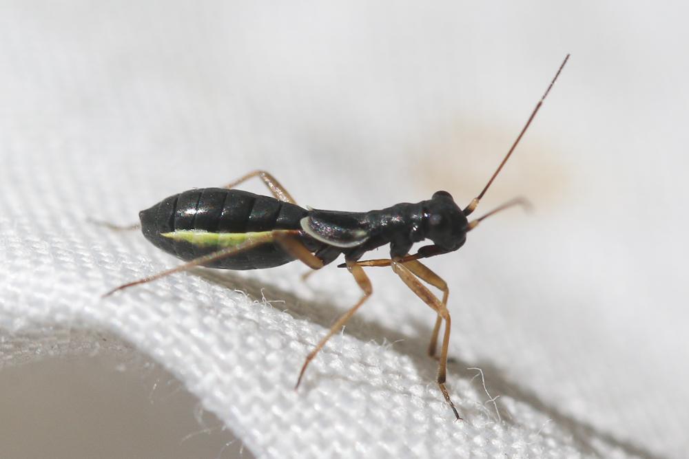  Pithanus maerkelii (Herrich-Schäffer, 1838)