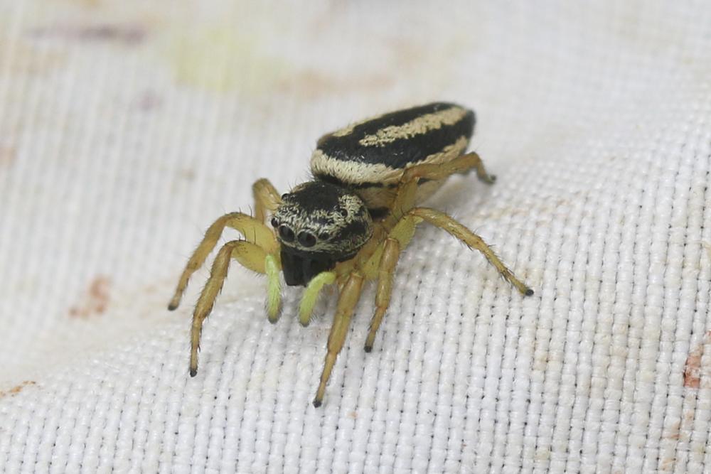  Heliophanus melinus L. Koch, 1867