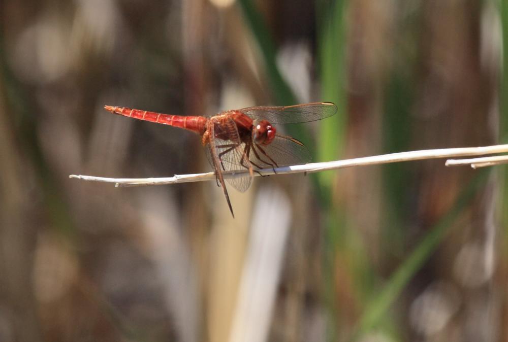Crocothémis écarlate (Le) Crocothemis erythraea (Brullé, 1832)
