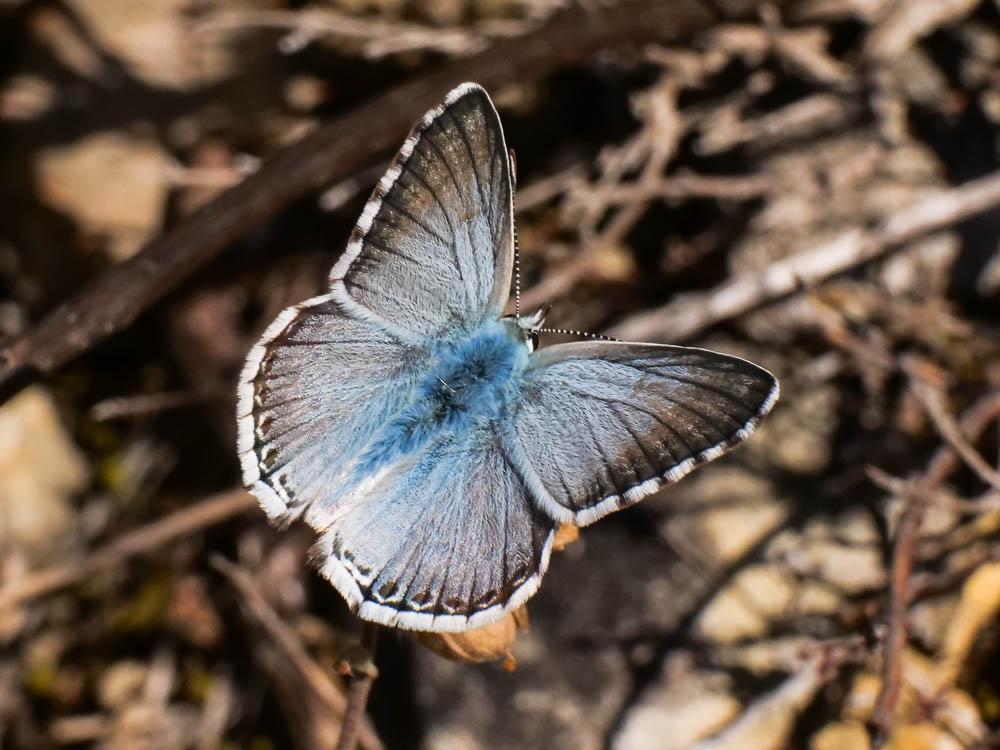 Bleu-nacré d'Espagne (Le) Lysandra hispana (Herrich-Schäffer, 1852)