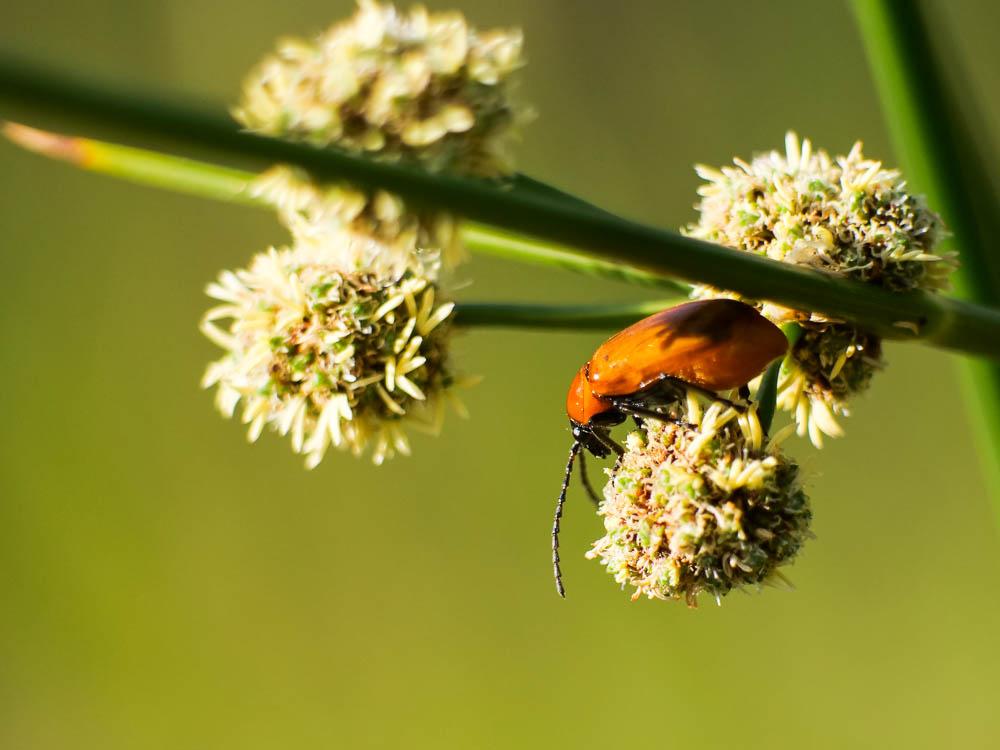 Lupérus portugais Exosoma lusitanicum (Linnaeus, 1767)