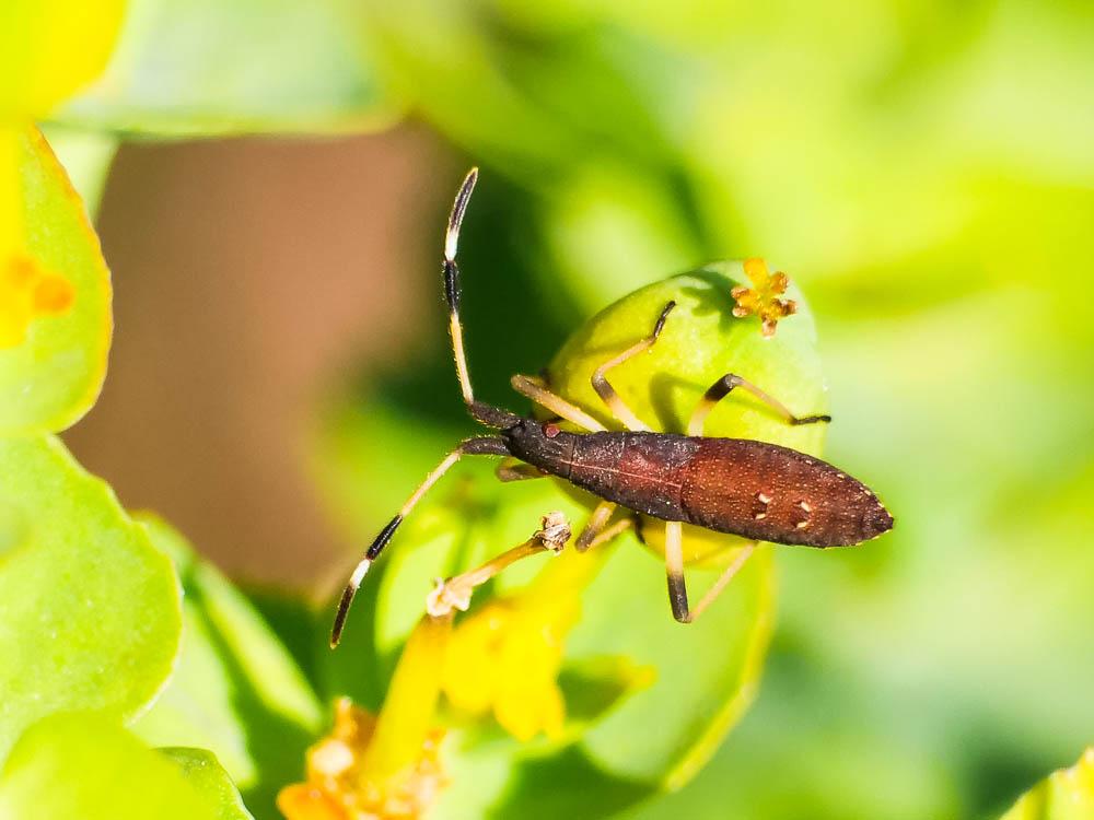  Dicranocephalus agilis (Scopoli, 1763)