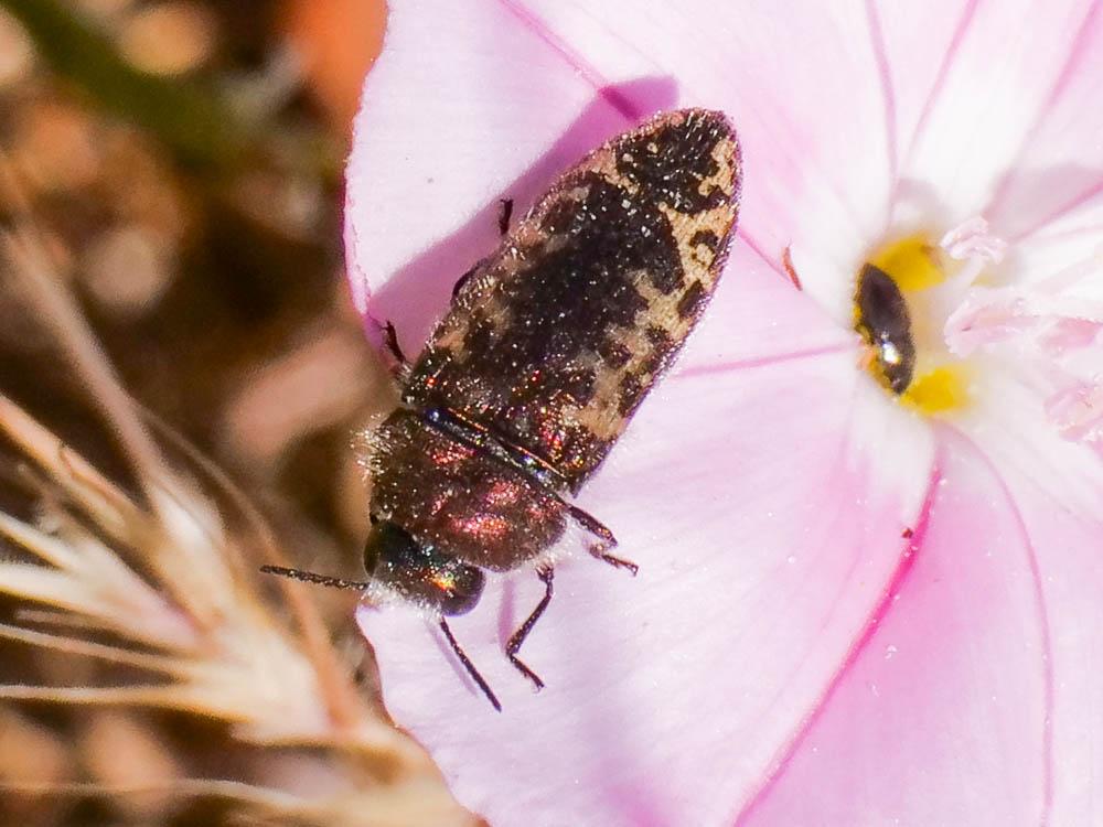 Acméodère de la Piloselle Acmaeodera pilosellae (Bonelli, 1812)