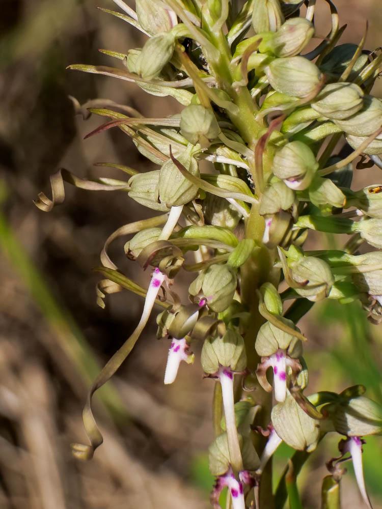 Orchis bouc, Himantoglosse à odeur de bouc Himantoglossum hircinum (L.) Spreng., 1826