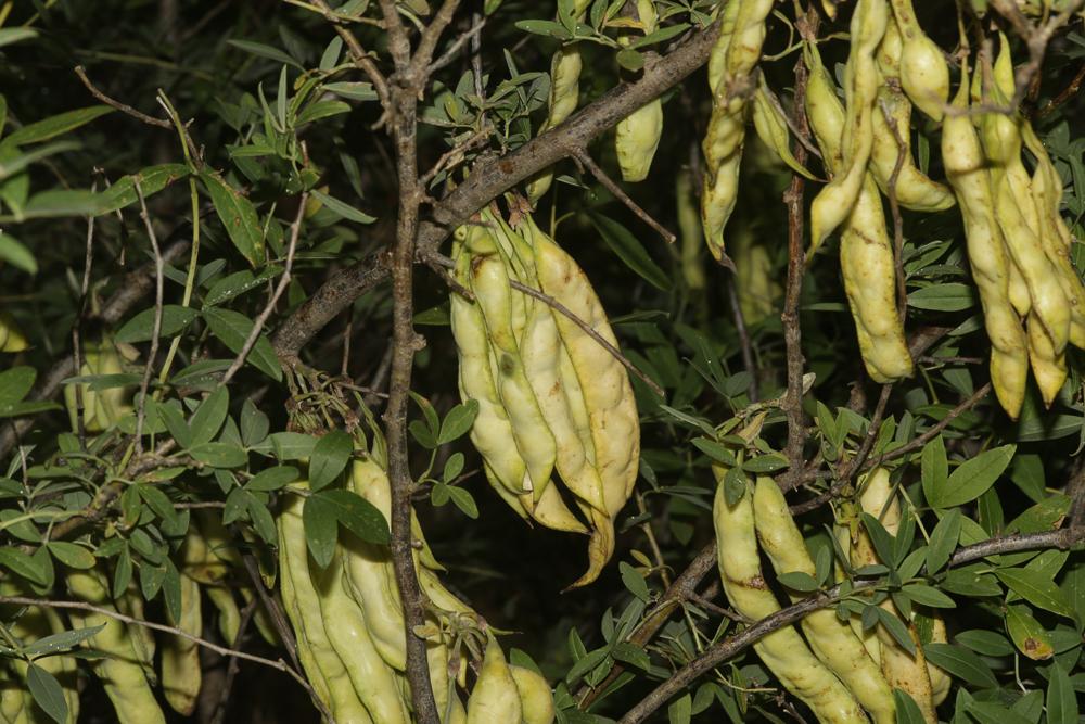 Anagyre fétide, Bois puant Anagyris foetida L., 1753
