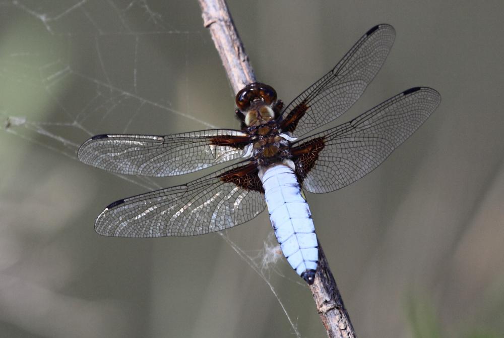 Libellule déprimée (La) Libellula depressa Linnaeus, 1758