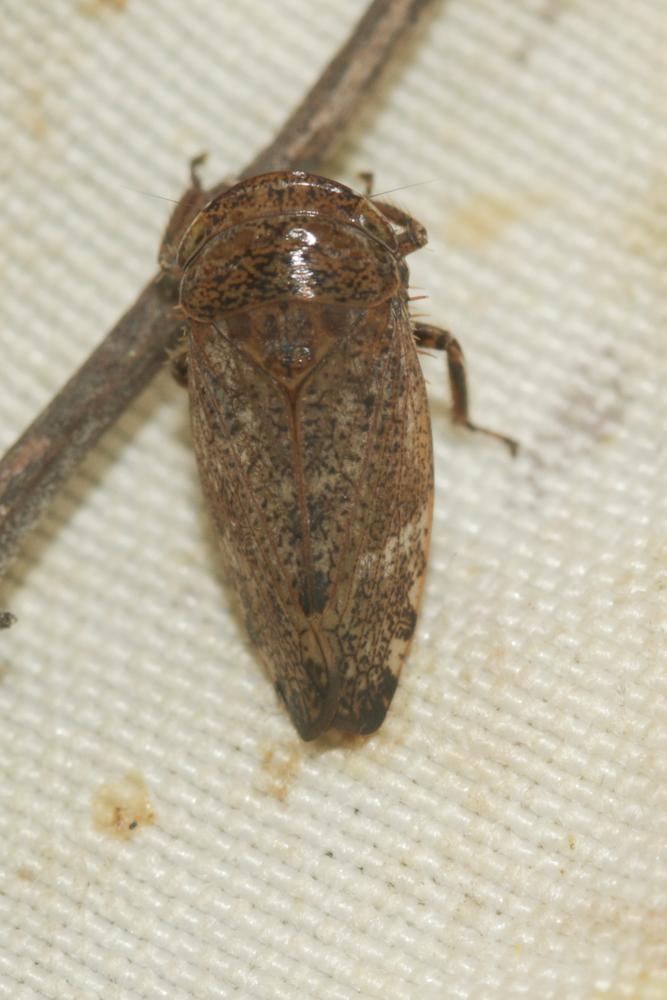 Selenocephalus obsoletus (Germar, 1817)