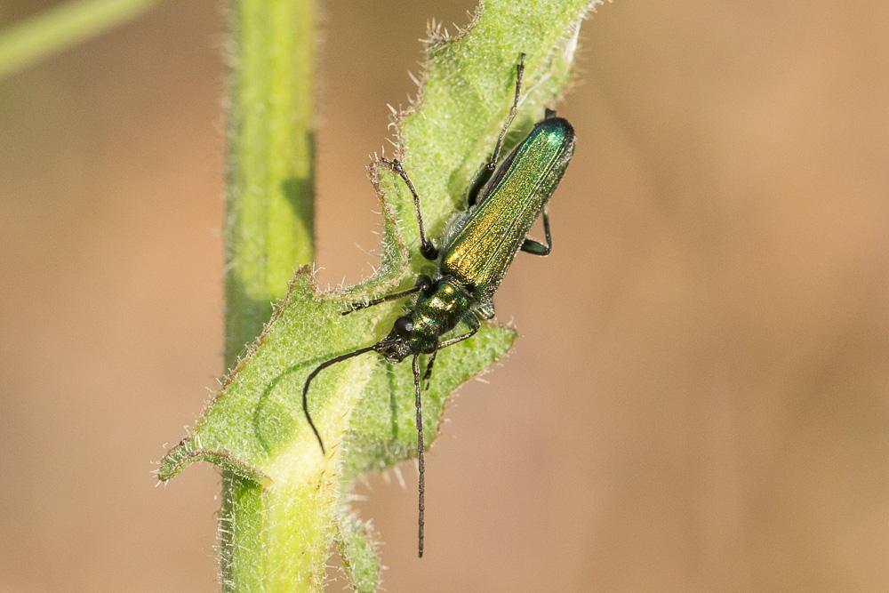  Anogcodes seladonius seladonius (Fabricius, 1792)