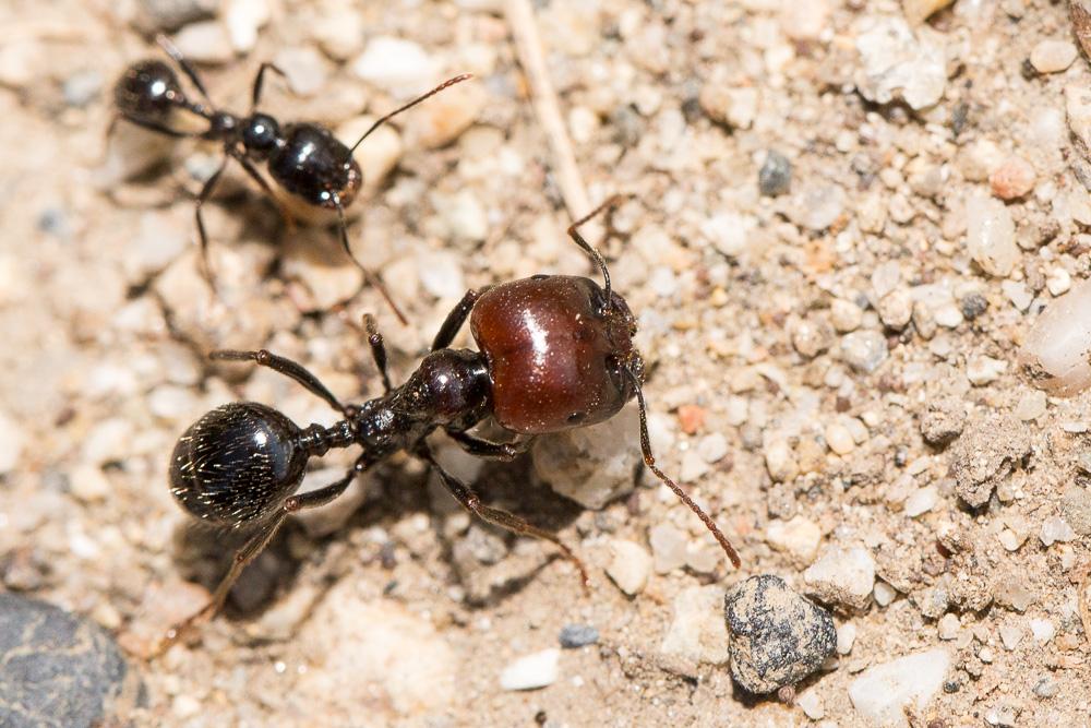 Messor barbarus (Linnaeus, 1767)