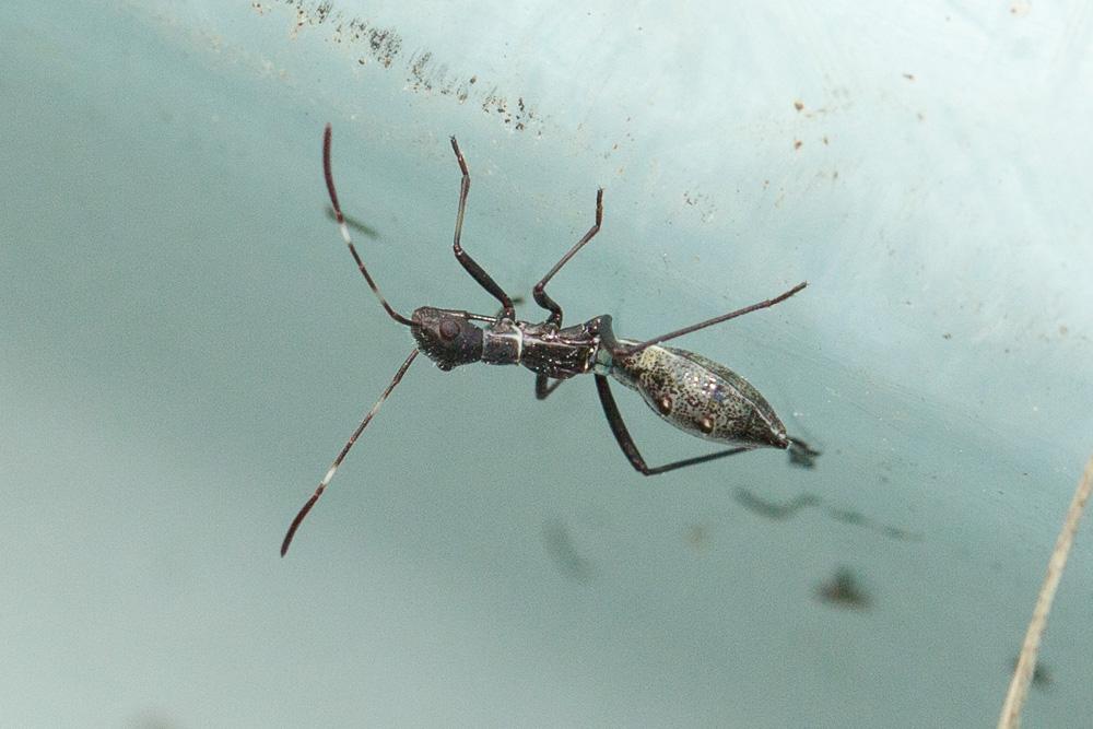 Micrelytra fossularum (Rossi, 1790)
