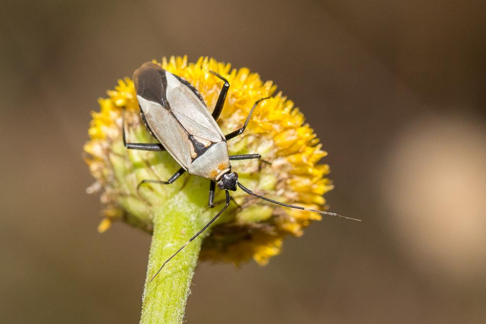 Miride variable, Punaise décorée Calocoris nemoralis (Fabricius, 1787)