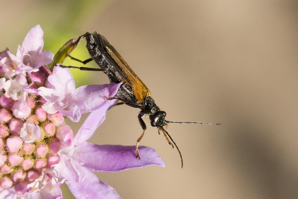 Oedemera simplex (Linnaeus, 1767)