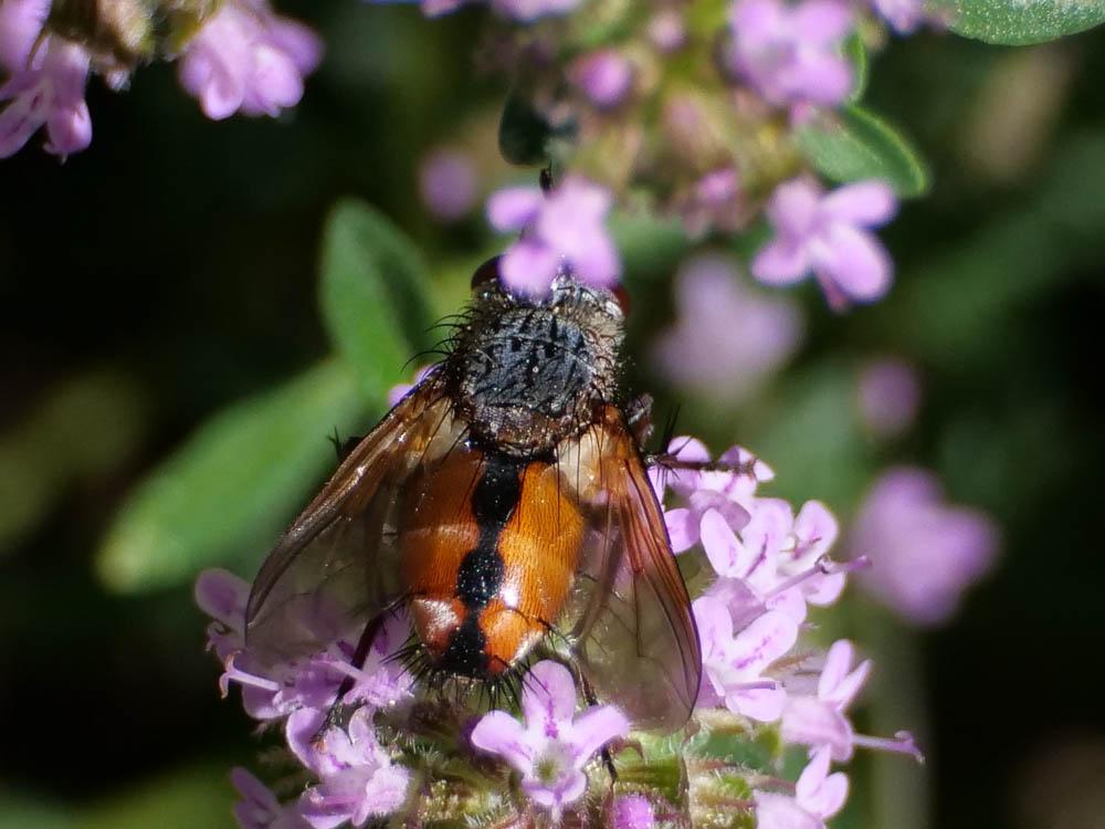 Peleteria rubescens (Robineau-Desvoidy, 1830)