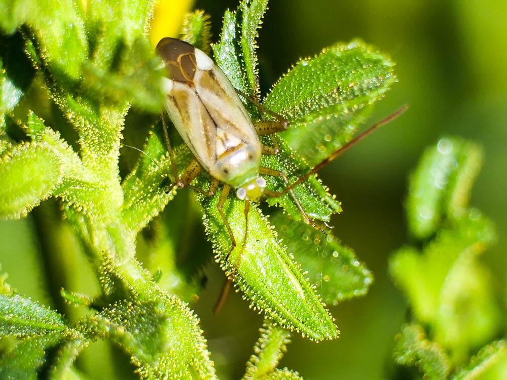  Adelphocoris lineolatus (Goeze, 1778)