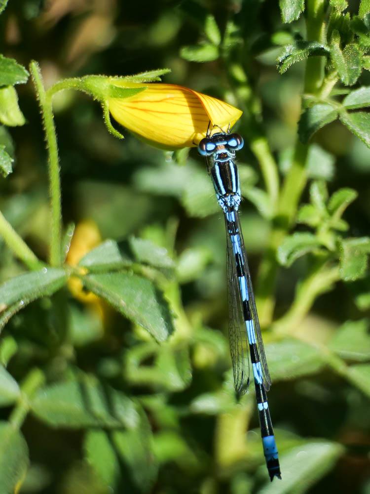 Agrion de Mercure Coenagrion mercuriale (Charpentier, 1840)