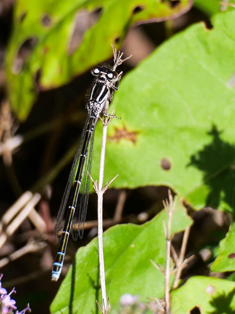 Agrion de Mercure Coenagrion mercuriale (Charpentier, 1840)