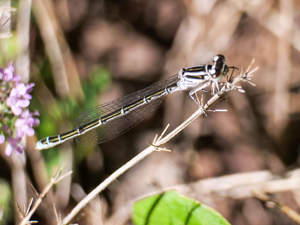 Agrion de Mercure Coenagrion mercuriale (Charpentier, 1840)