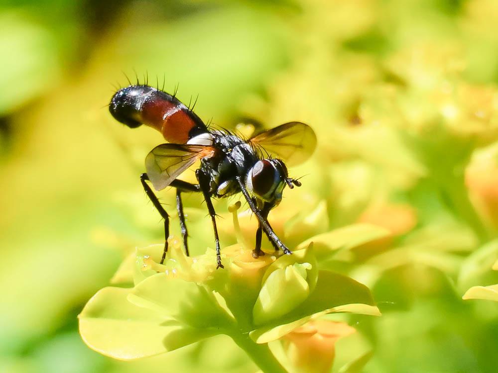 Cylindromyia auriceps (Meigen, 1838)