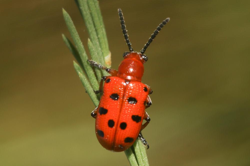 Criocère rouge à points noirs Crioceris duodecimpunctata (Linnaeus, 1758)