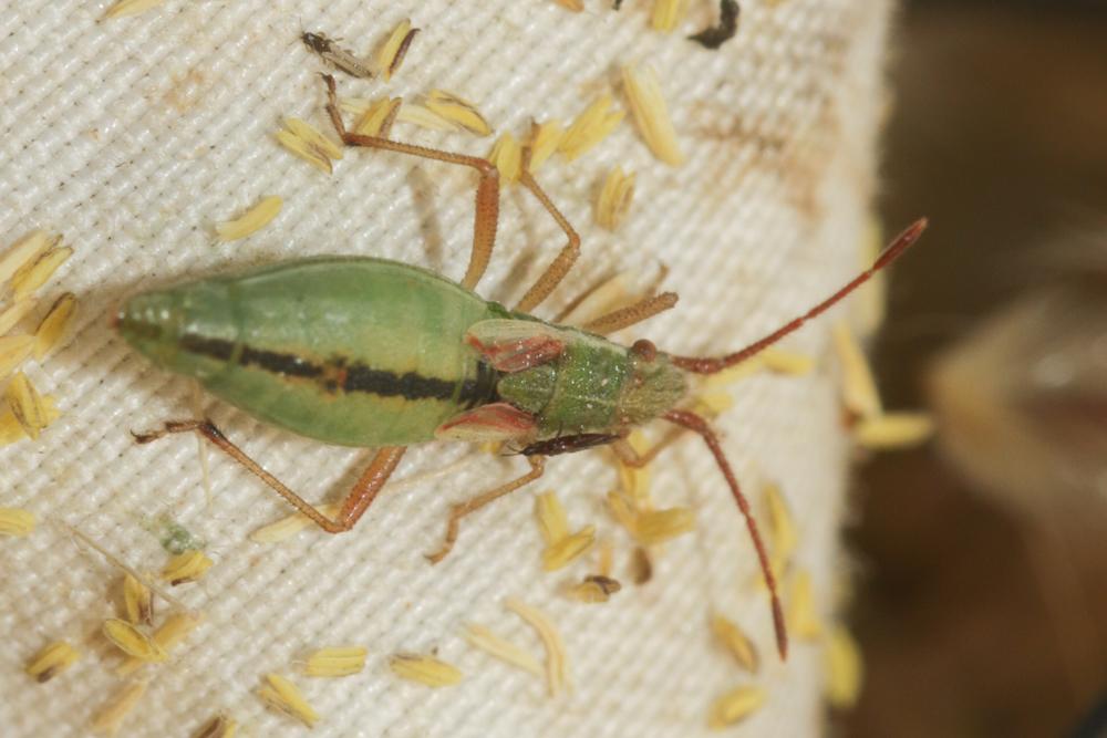  Myrmus miriformis (Fallén, 1807)