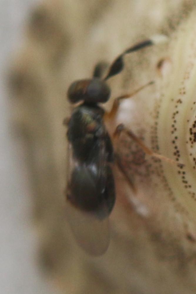 Aphelinidae Thomson, 1876