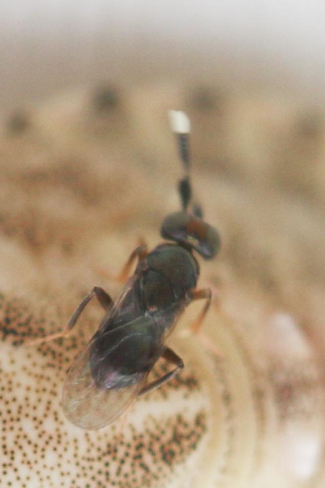  Aphelinidae Thomson, 1876