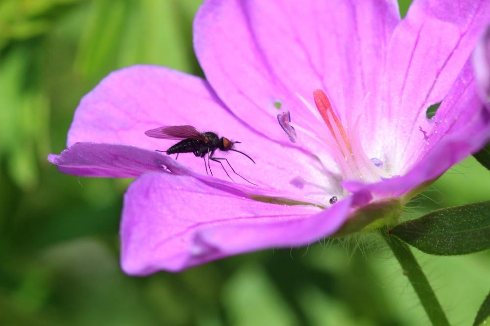 Le  sp. Phthiria  sp.