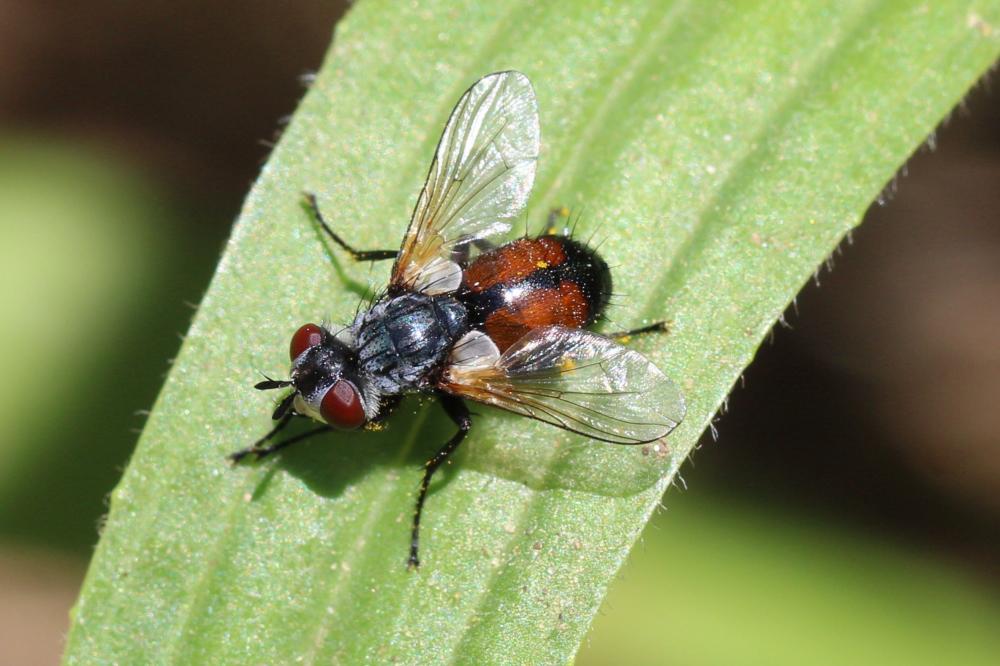 Besseria lateritia (Meigen, 1824)