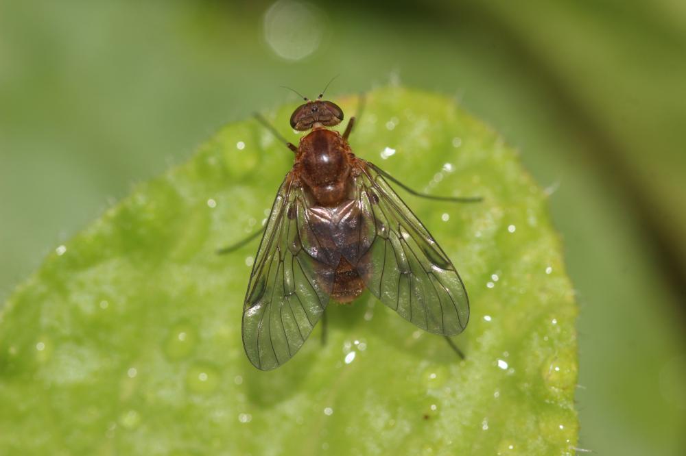  Chrysopilus laetus Zetterstedt, 1842