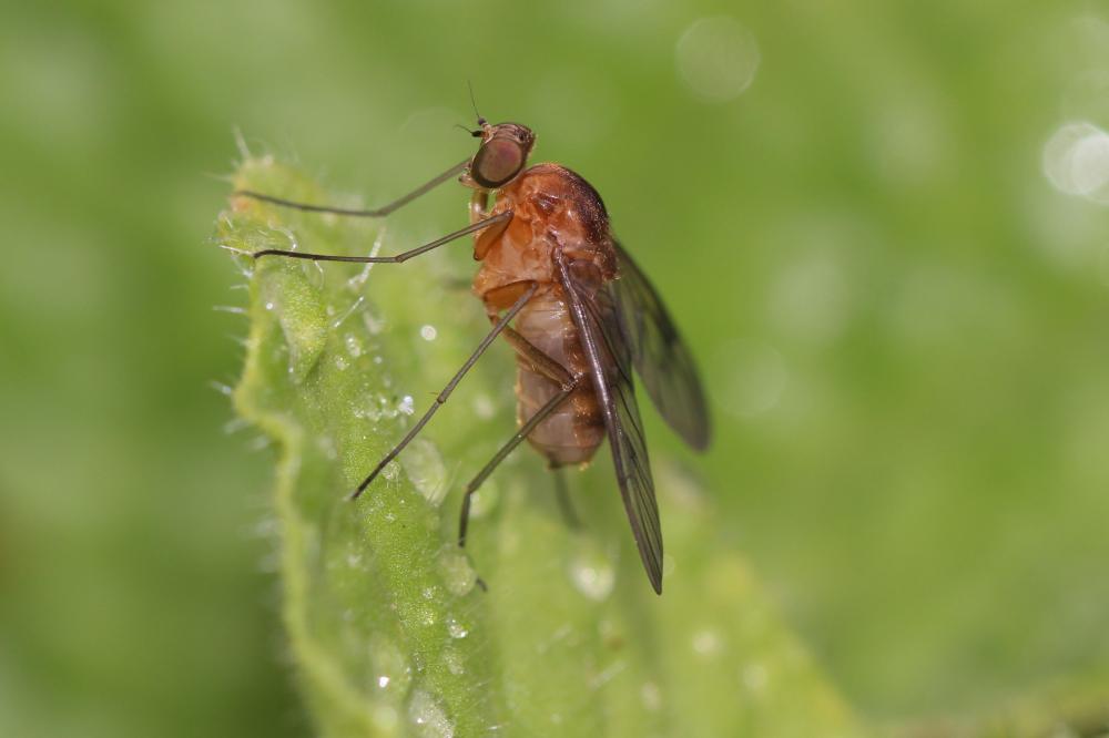 Chrysopilus laetus Zetterstedt, 1842