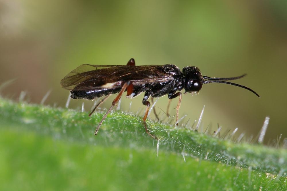 Emphytus melanarius (Klug, 1818)