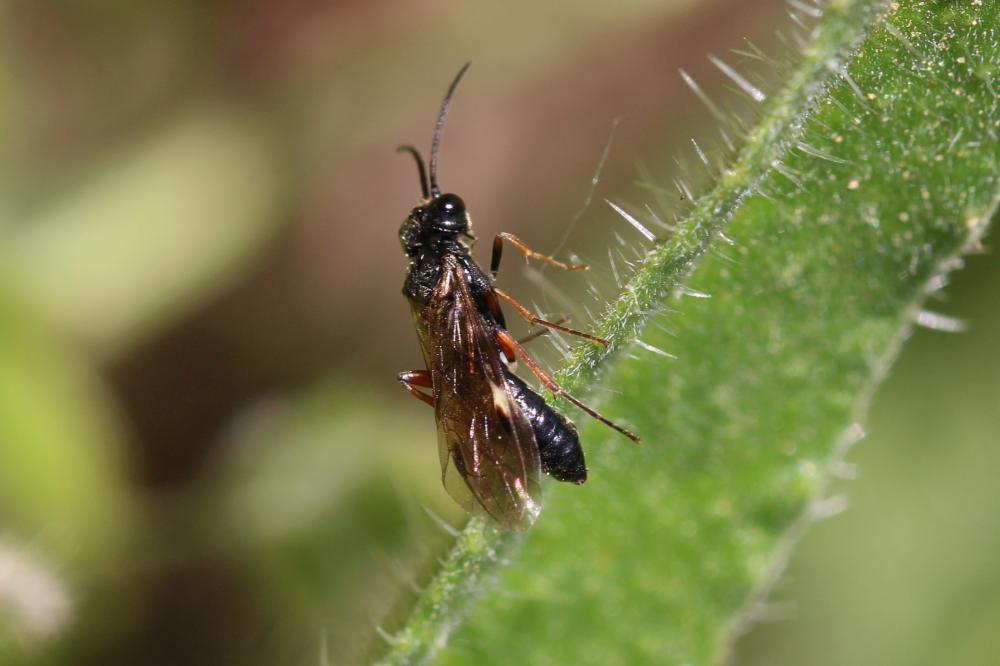 Emphytus melanarius (Klug, 1818)