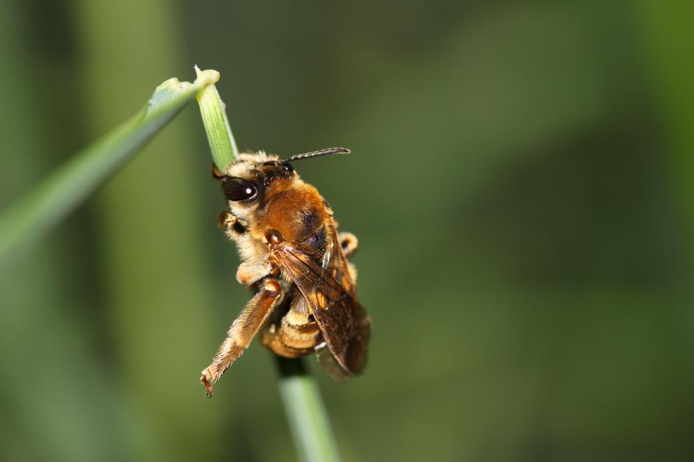 Eucère dorée Eucera chrysopyga Pérez, 1879