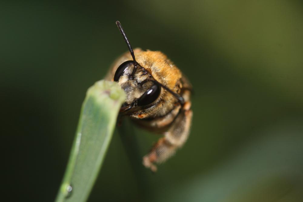 Eucère dorée Eucera chrysopyga Pérez, 1879