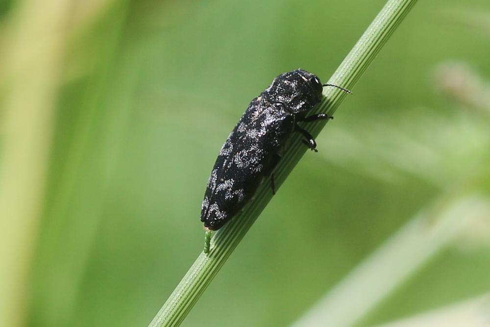 Bupreste du rosier Coraebus rubi (Linnaeus, 1767)
