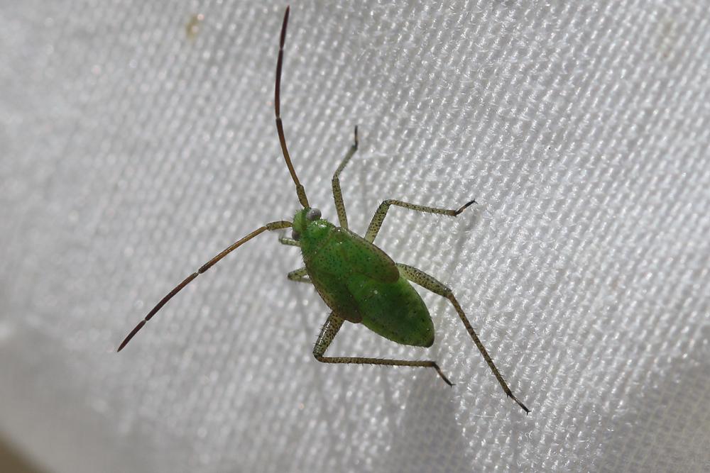  Adelphocoris lineolatus (Goeze, 1778)
