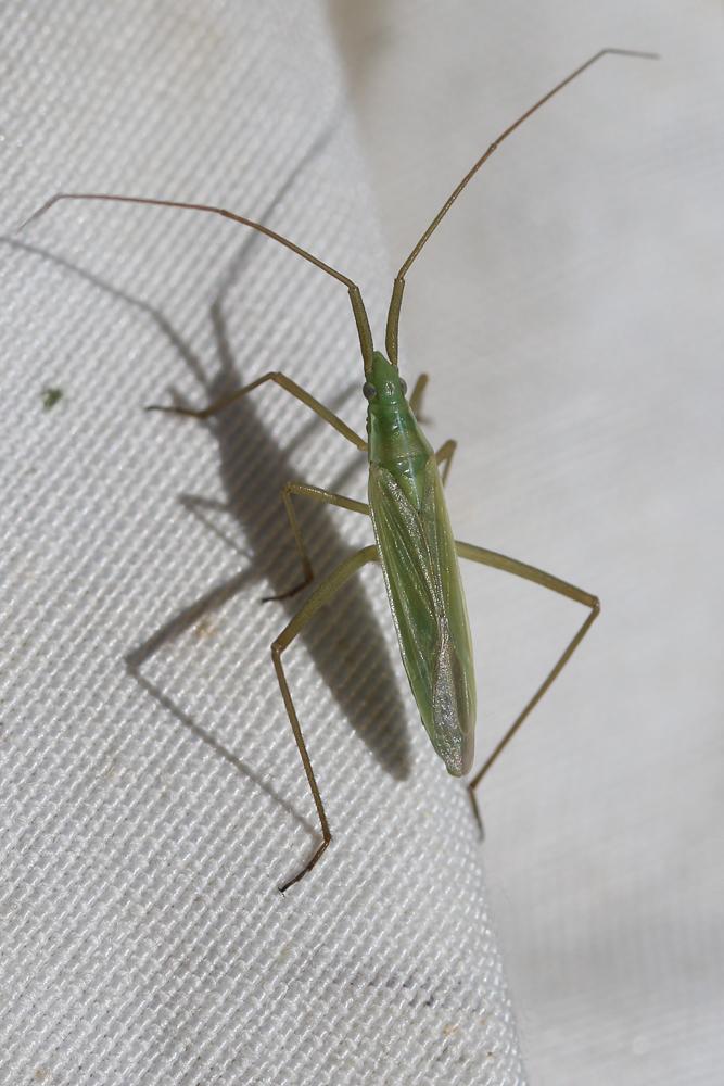 Punaise verte à antennes droites Megaloceroea recticornis (Geoffroy, 1785)