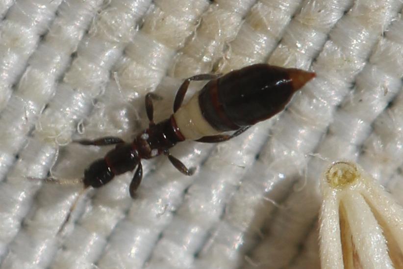 Thysanoptera Haliday, 1836